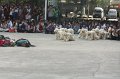 IMG_8438